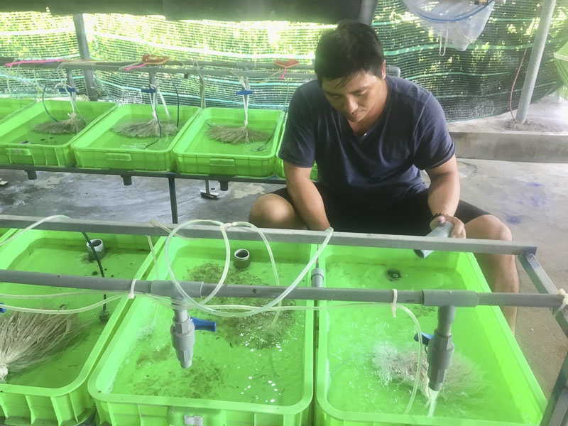 Thời gian qua, mô hình nuôi lươn trong bể bạt trên địa bàn tỉnh Bà Rịa - Vũng Tàu phát triển mạnh và mang lại thu nhập cao cho nhiều nông dân.